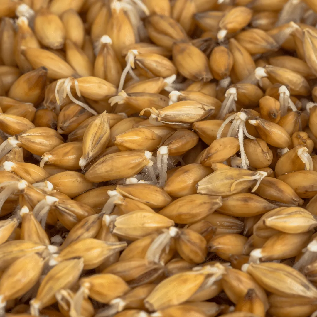 Barley Certified Organic Sprouting Seeds | West Coast Seeds